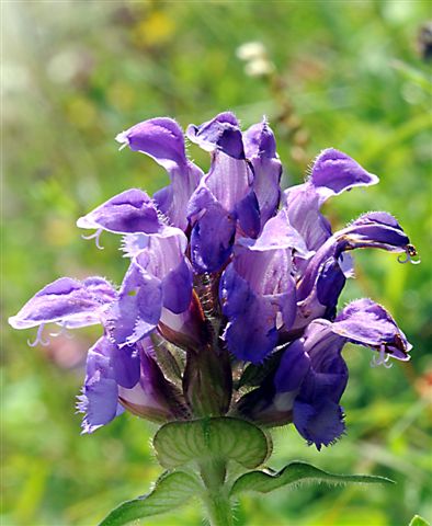 Prunella grandiflora